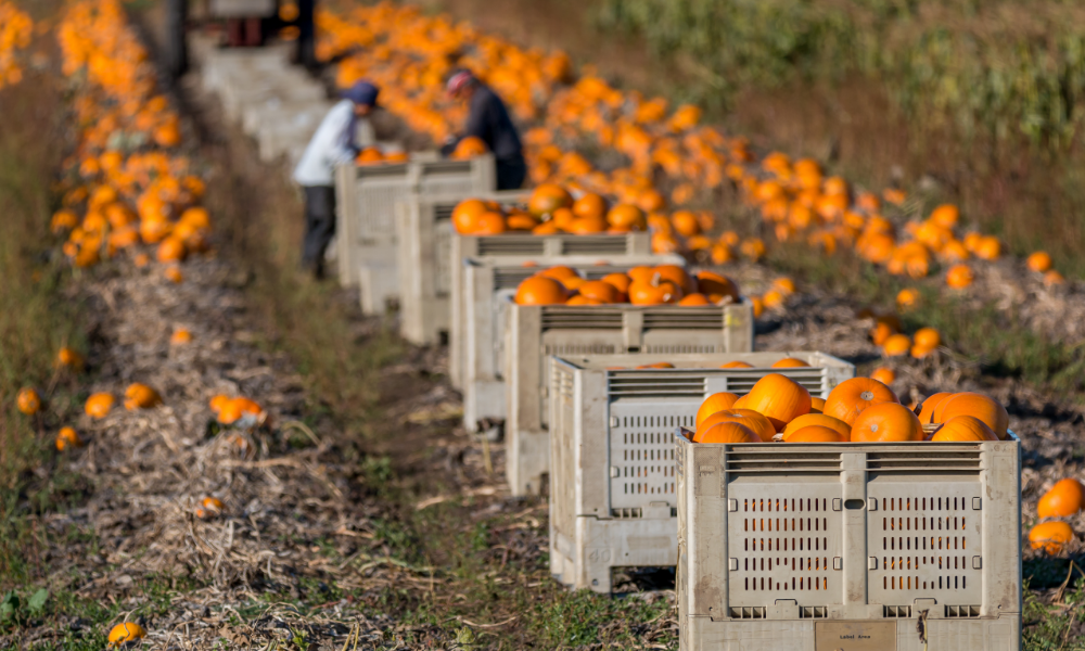 Nexyst 360 Limits Crop Handling and Waste